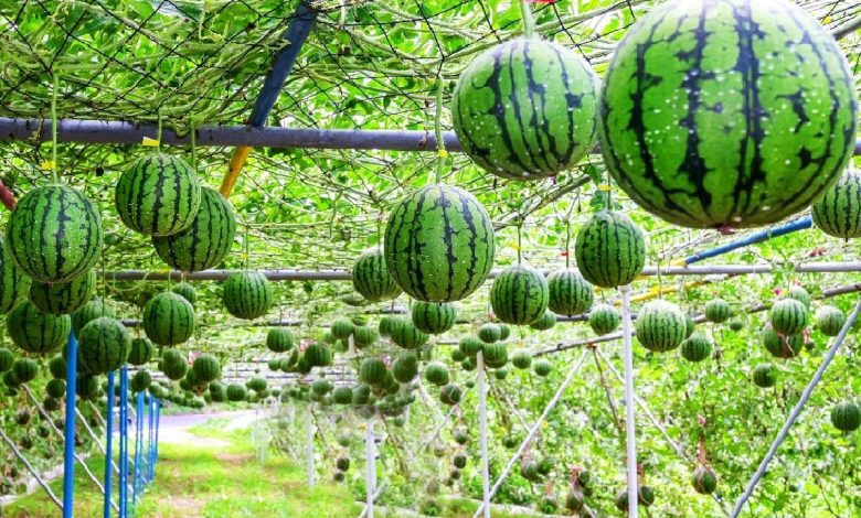Watermelon Farming in India with complete Guidelines