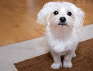 Maltese Dog