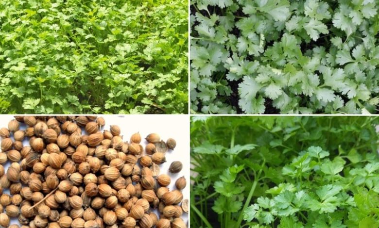 Coriander Farming