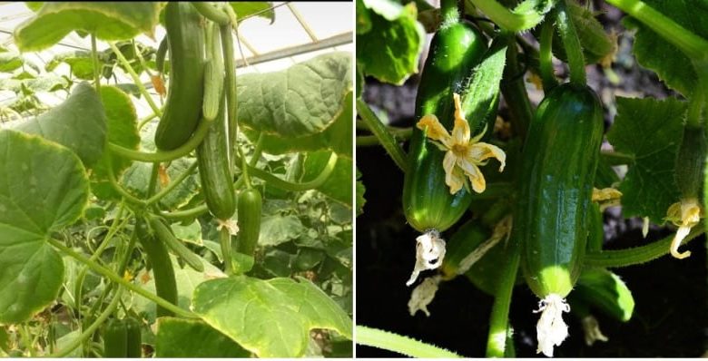 Cucumber Cultivation Information In India with Guidance