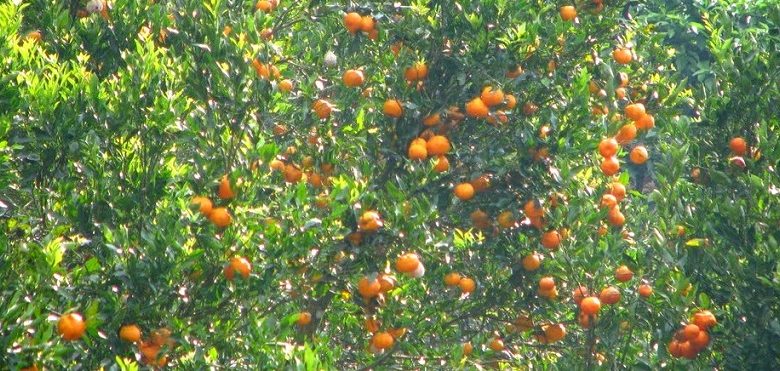 Orange Farming Business in India - A Complete Guide
