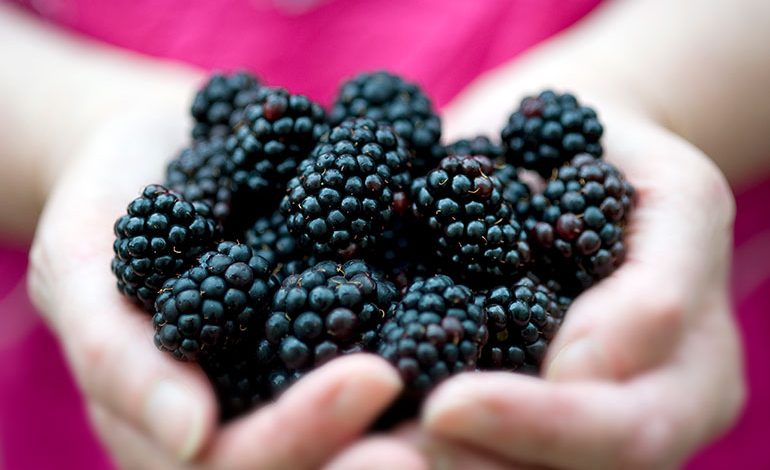 What Benefits Do Blackberries Offer To Men's Health