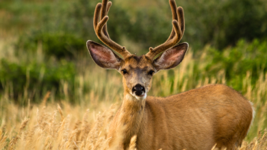 What Happens to Deer in the Winter? Understanding Their Seasonal Behavior